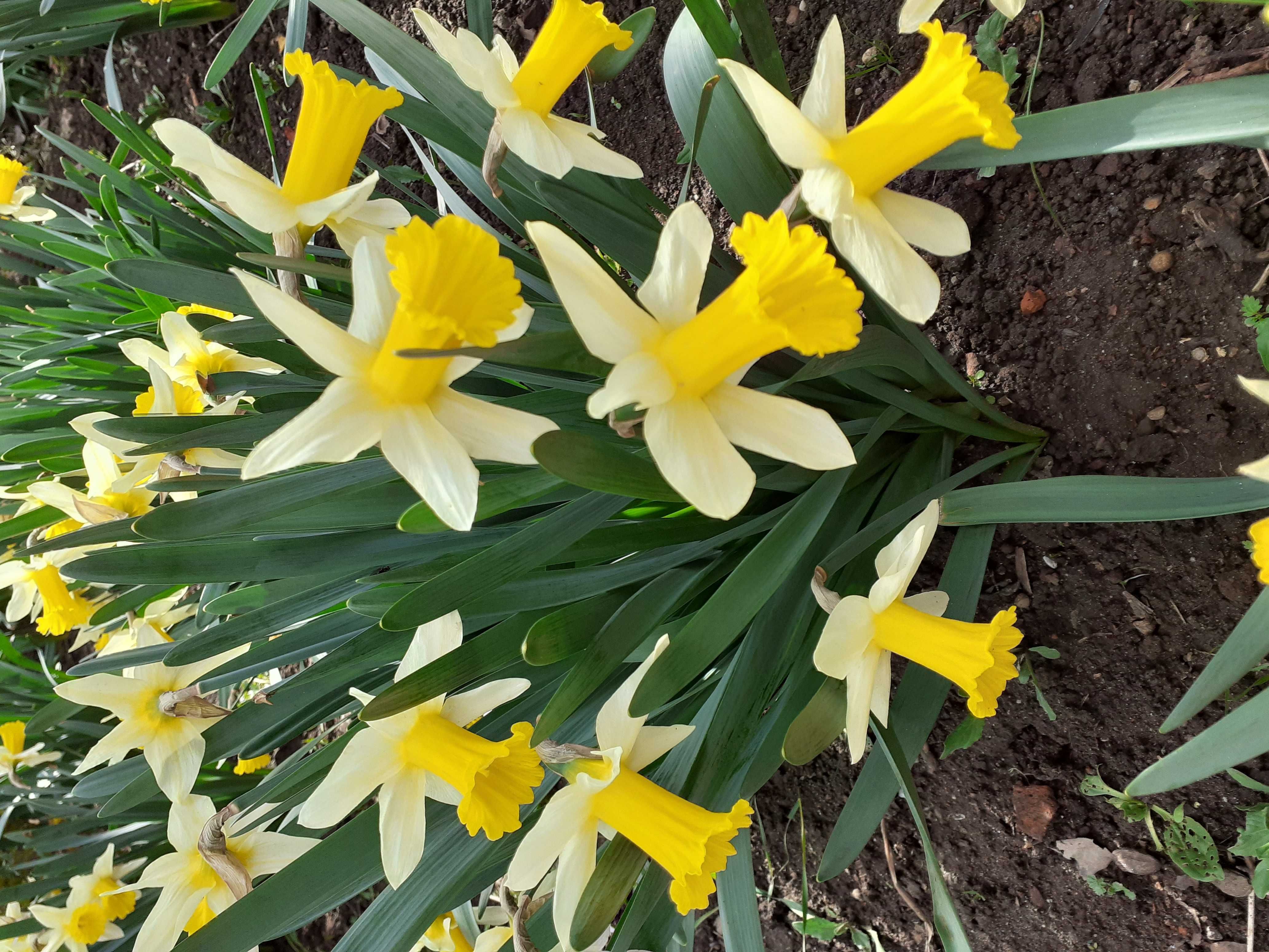 Canna indica irisi culori deosebite