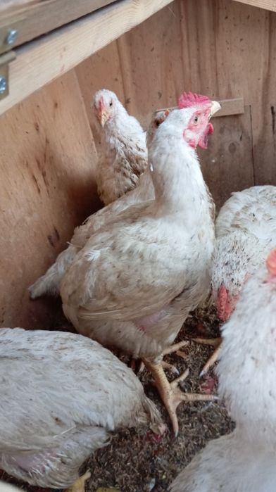 Бролер сотилади табий бокилган!