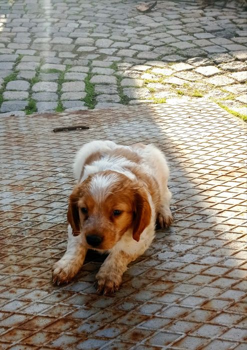 Продавам Бретон шпаньол