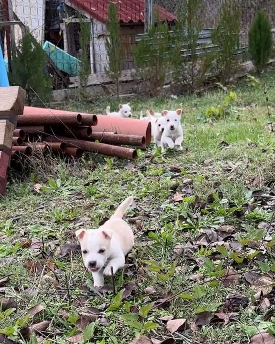 Подарявам Бели кученца Малка порода