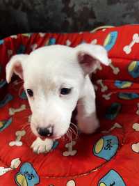 Jack Russell Terrier