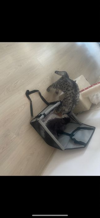 Cos pentru transport catei si pisici cu masina