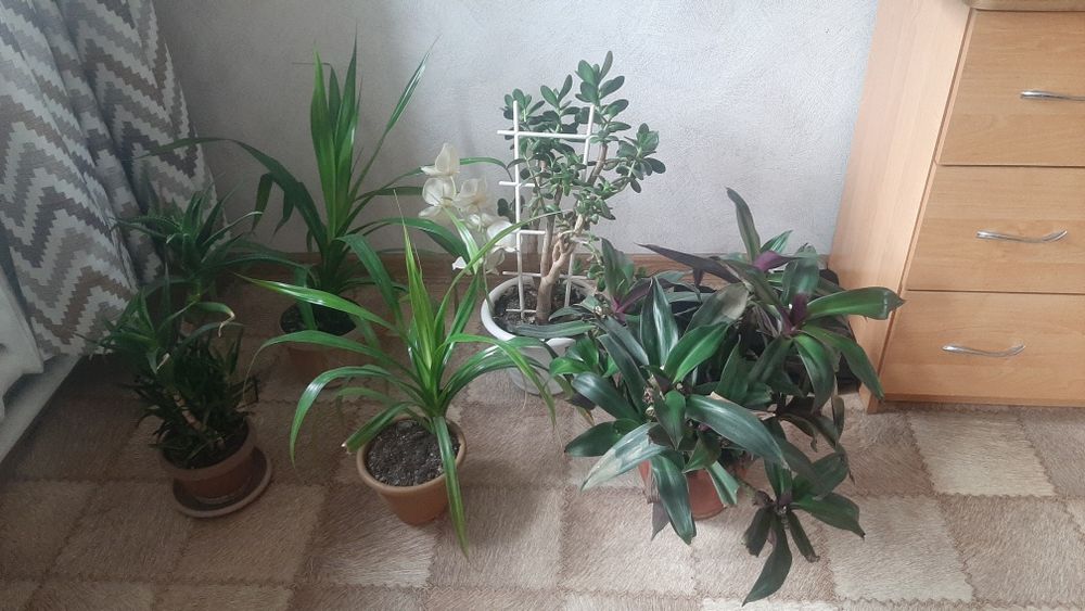 Продам цветы разные.