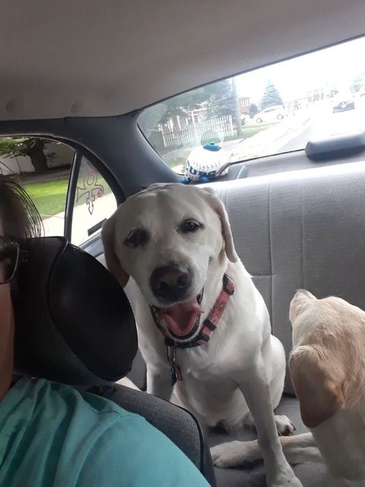 Transport animale de companie