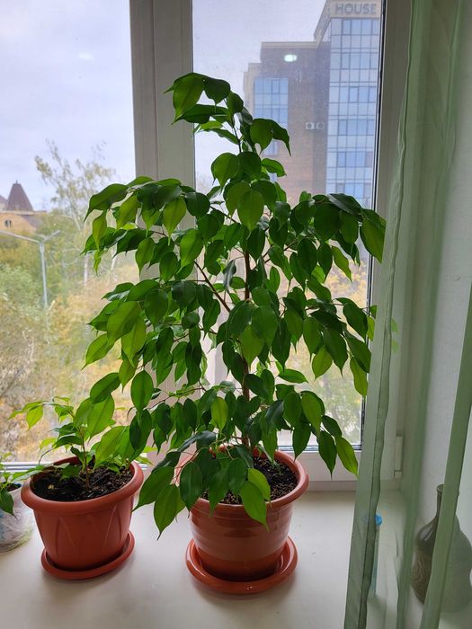 Растение Фикус Бенджамина