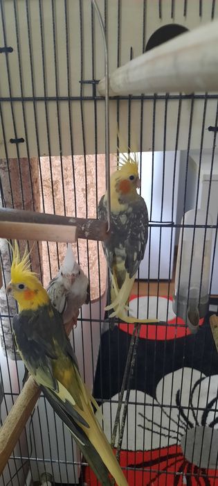 Papagali Nimfe 2 perechi