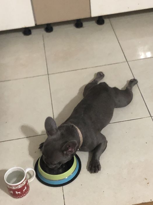 Cazare caini talie mica si medie