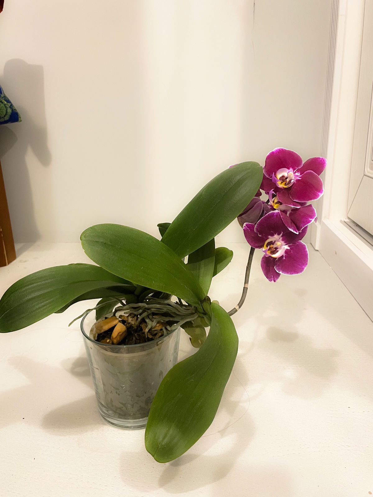 Продается Орхидея Фаленопсис