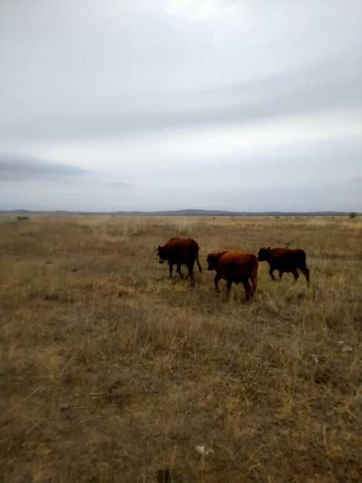 Продам корову с 2 телятами!