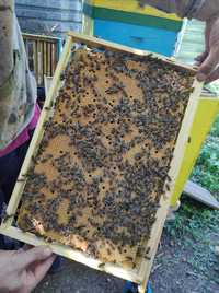 Пчелни отводки система Дадан блат