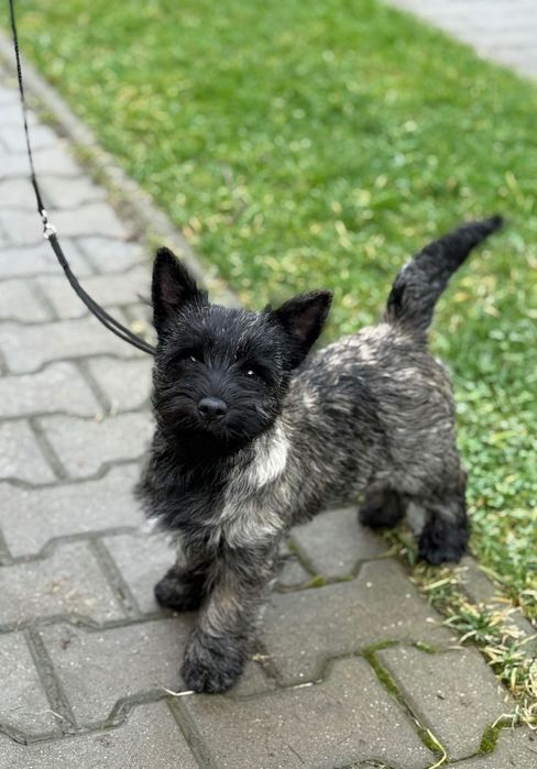 Puiuț Cairn Terrier cu pedigree deosebit