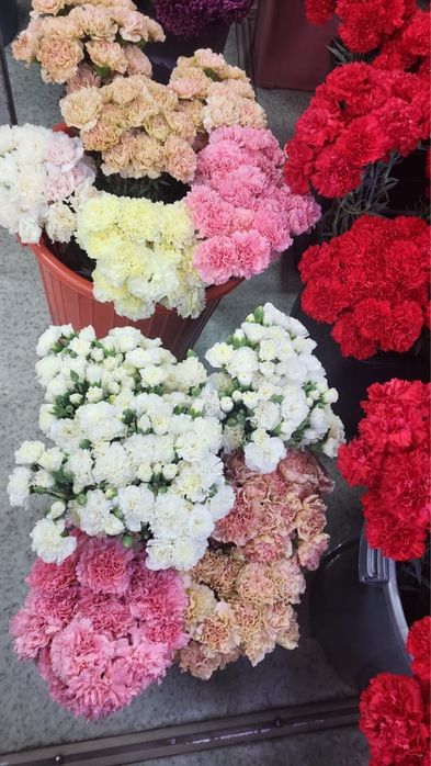 Гвоздики красные