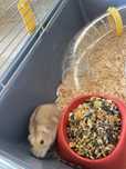 Donez hamster mascul.