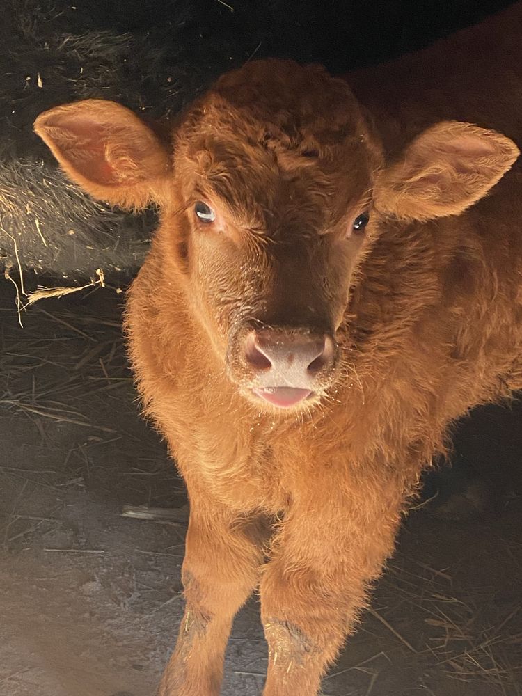 Taurasi angus 6 luni