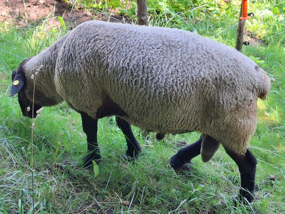 Berbeci  Suffolk 4 buc