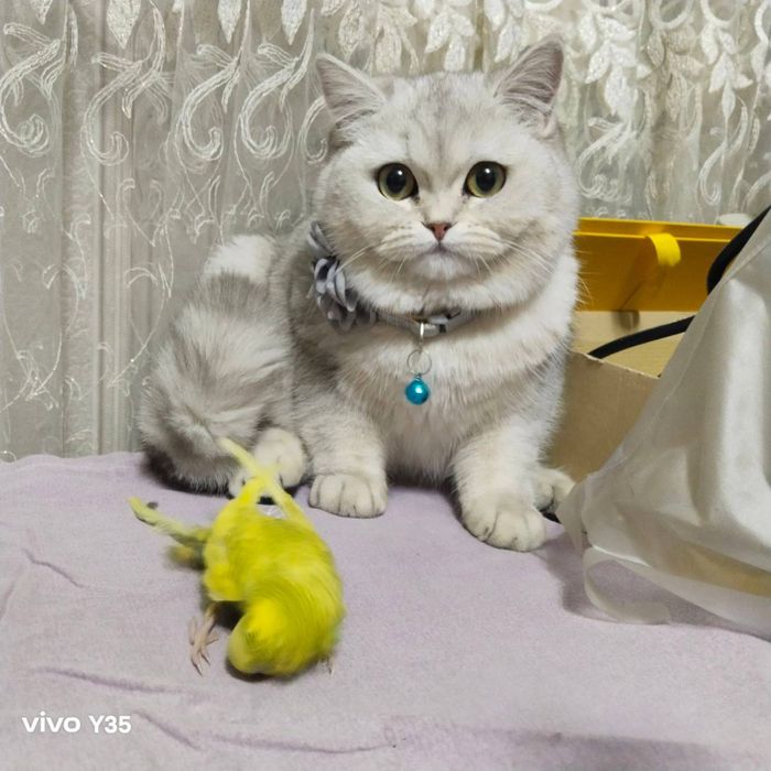 Strayt Serebristiy shinshila