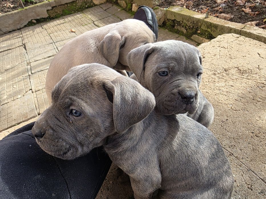 Кане корсо чистокръвни