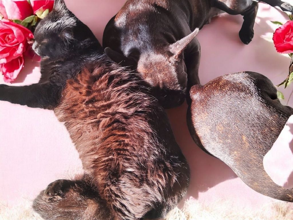 Щенки французского бульдога, brindle окрас
