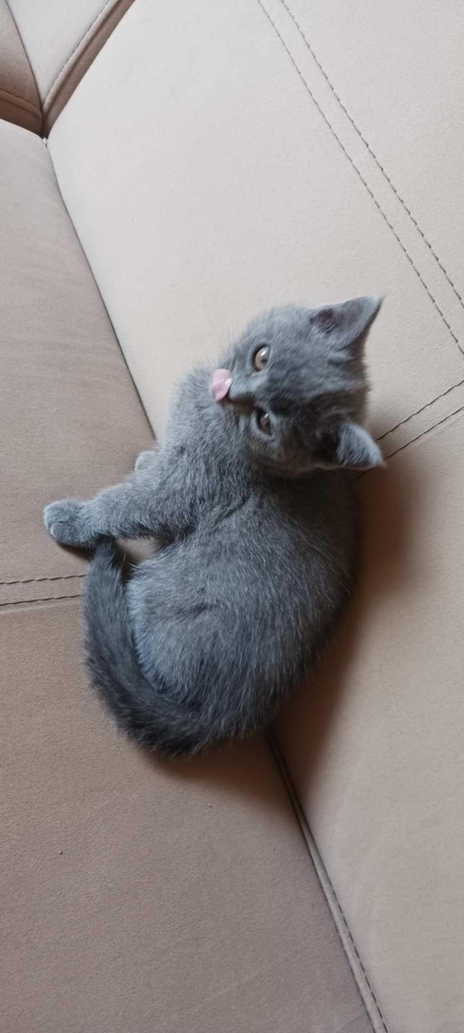 Британски котета