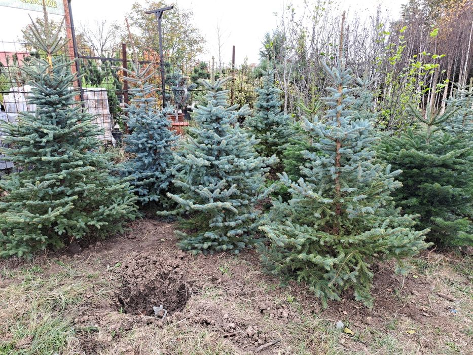 Leilandi mestecan platan brazi etc