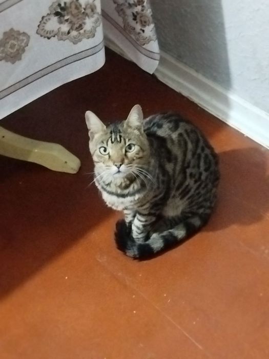 Продам Бенгальского кота