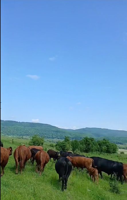 Vand juninci angus