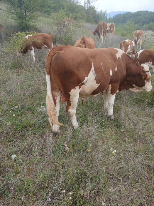 Vând Taur și vaca cu vital