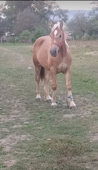 Vând mânz castrat de un an și trei luni