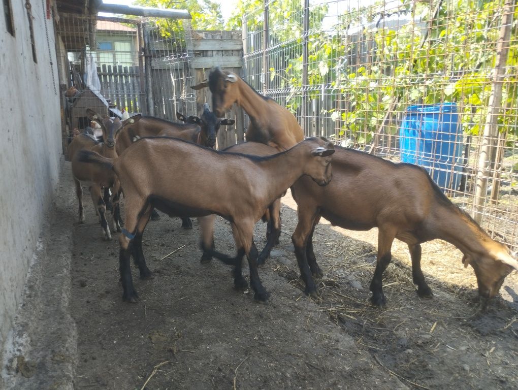 Tapi alpina franceza