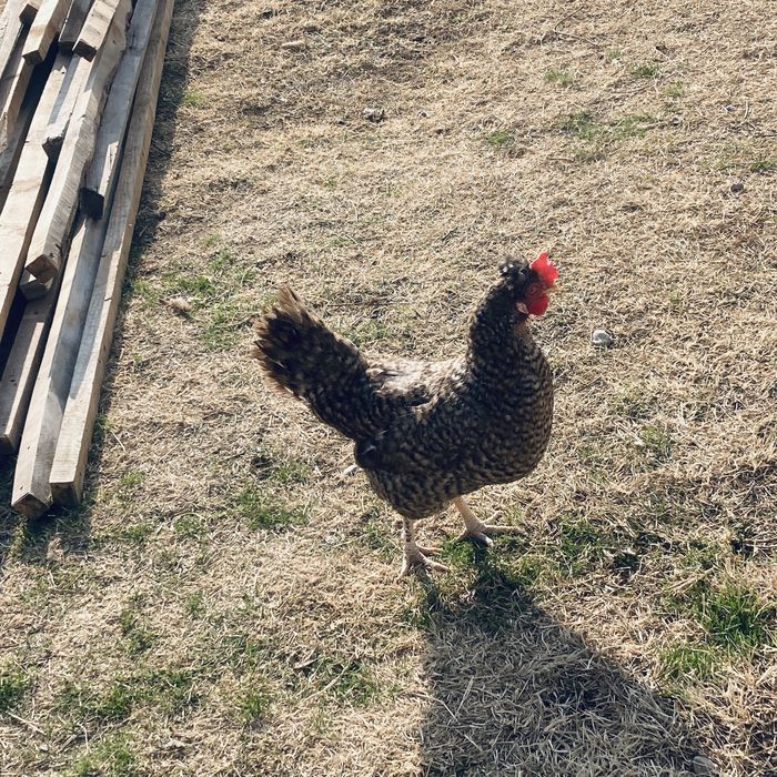 Тауық сатылады пародасы қазахы