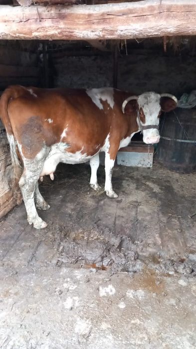 Vaca de vânzare gestanta