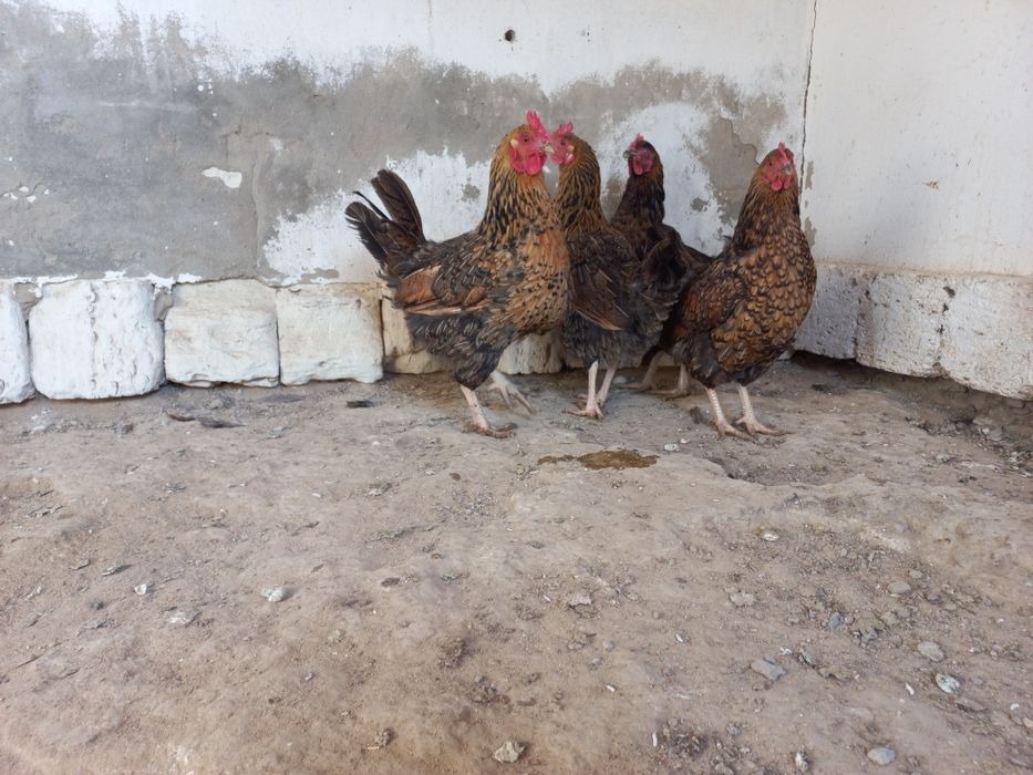 Ситцевый тауыктар сатылады