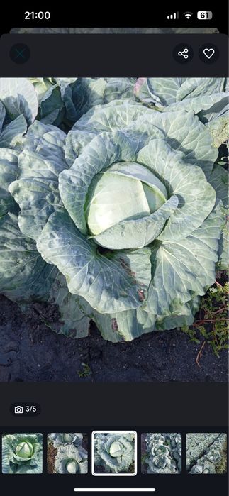 Vand varza Comuna Peretu