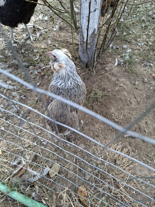 Araucana Silver,  Ouă pentru incubat