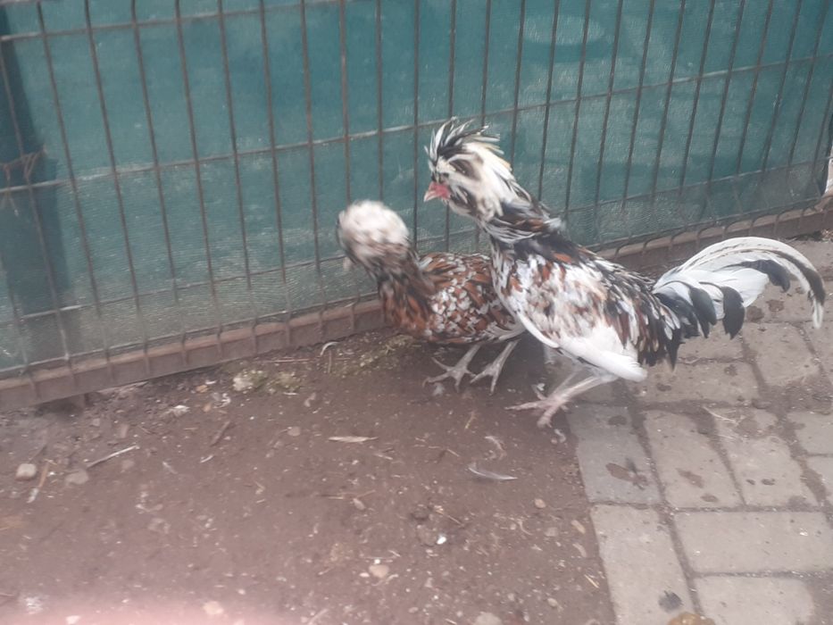 Vând pereche găini padoane portelan