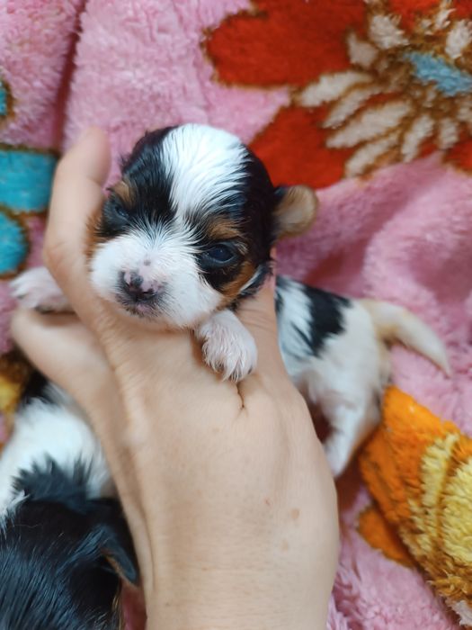 Щенки бивер йорка.резерв