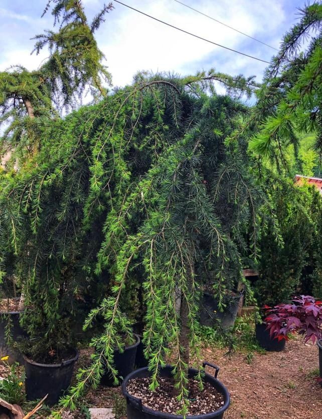 Cedru pendular, photinia plante decorative, Chiparos leylandii
