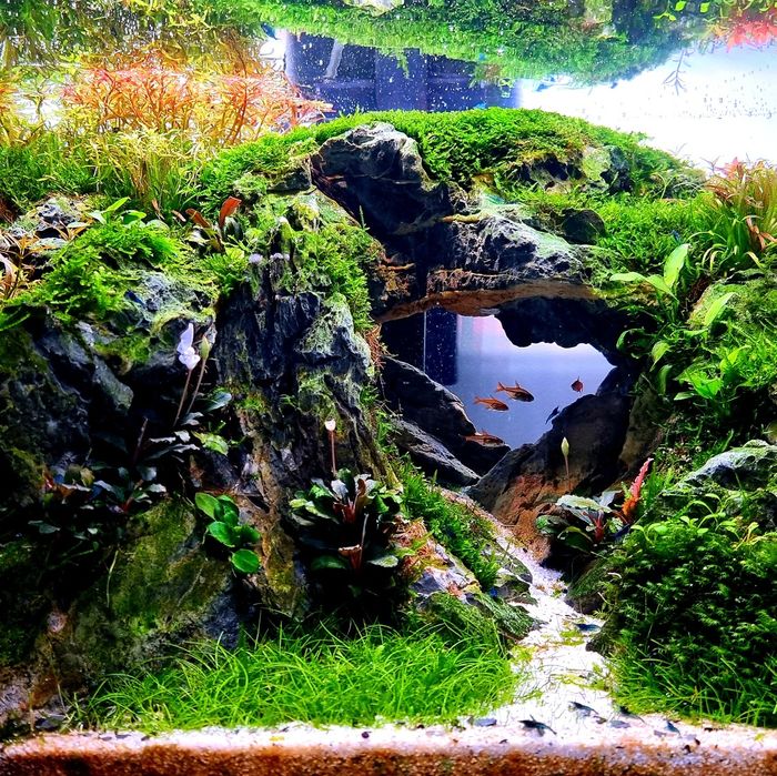 Intretinere acvariu si amenajari acvarii oriunde in tara