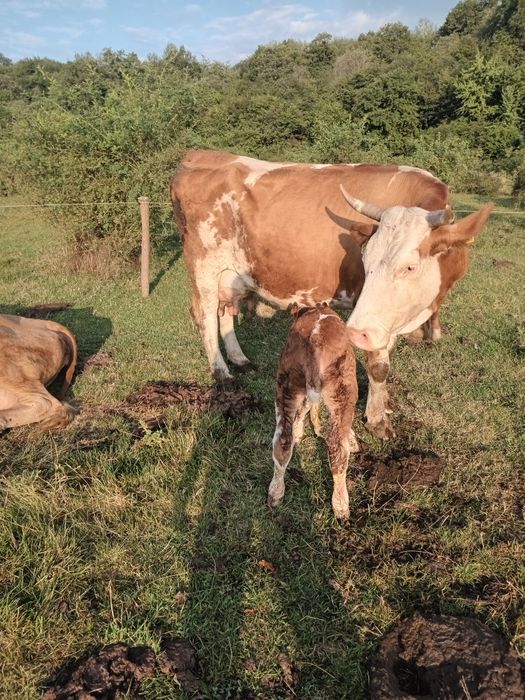 Vacă de vanzare ,fatata recent.Este la a cincea fatare.