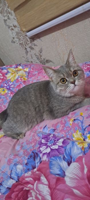 Мушук зотли Британский скотч страйт