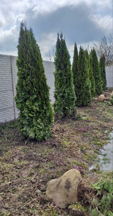 Garden Devis | Cele mai calitative Plante Ornamentale