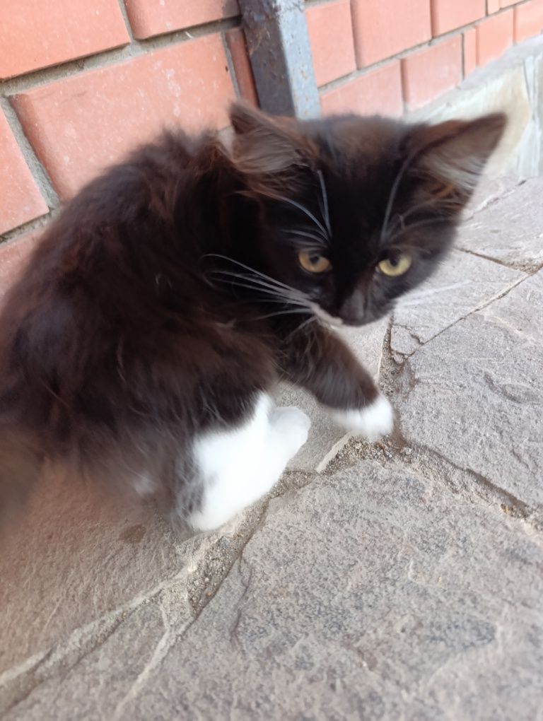 Котик бесплатноо