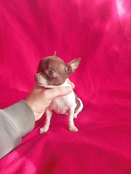 Чихуахуа шоко линия