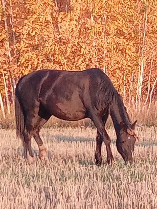 Продам Лошодей с откорма