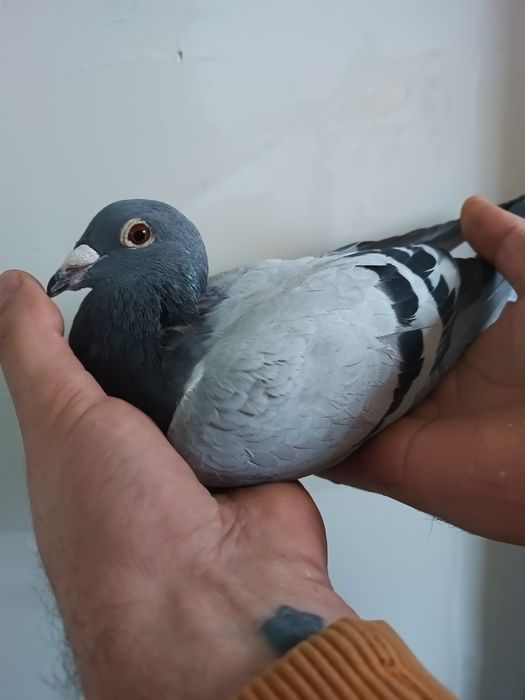 Vând porumbei cu pedigree