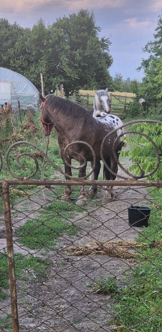 Armasar deosebit , vand sau schimb