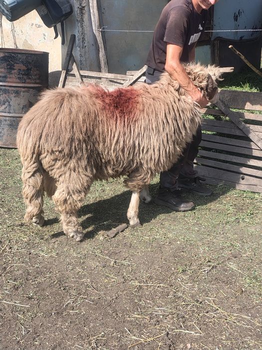 de vânzare  de 5 ani