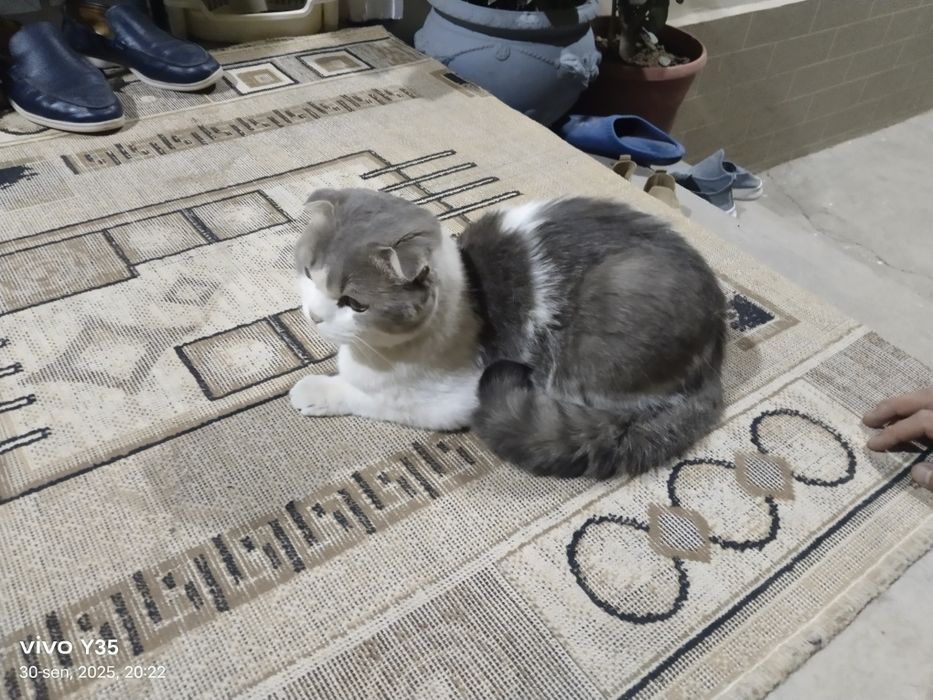 Scotish fold mushugi