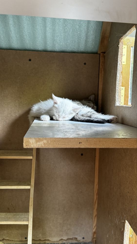 Белые котята трое, отдам в хорошие руки . Есть еще серенького оттенка