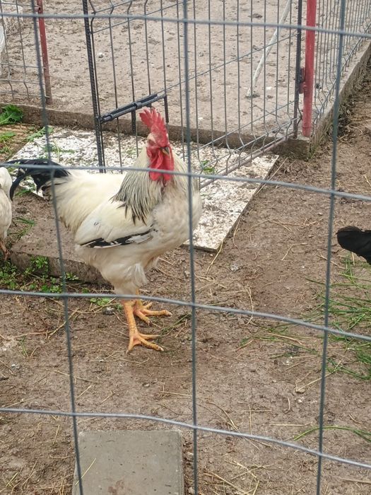 Cocoș și găini de tara